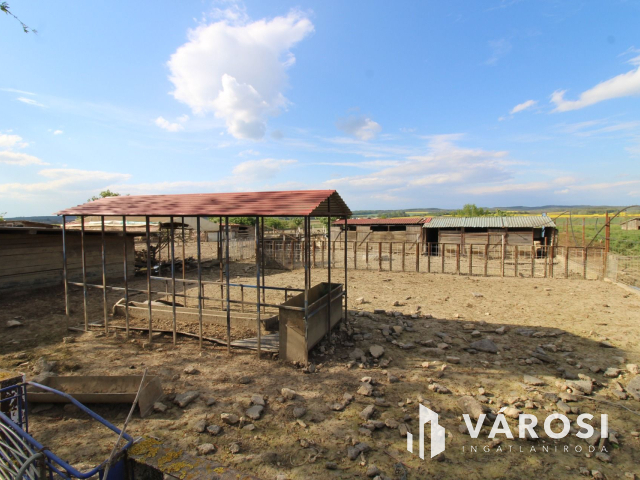 Szabad tartású mangalica telep, kiváló befektetési lehetőség