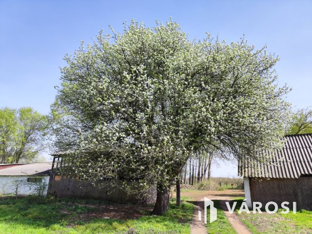 Debreceni 7,5 hektáros tanyagazdaság, csodás környezetben!!!