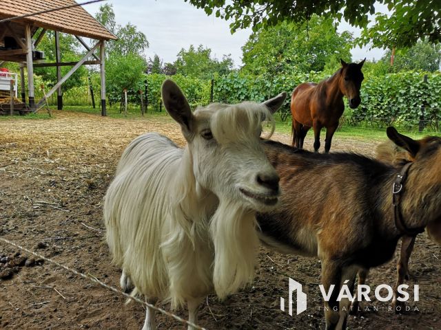 Debrecen-Apafán, Madárdalos Önellátó Kis Birtok Eladó!